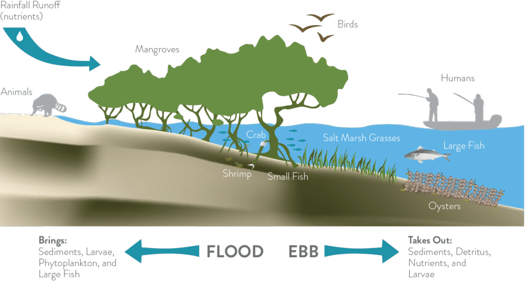 Living Shorelines A Nature Based Solution
